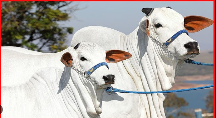 Cattle breeds In Pakistan